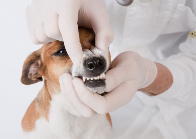 Удаление зубного камня у собак в Москве | Круглосуточная ветклиника УМКА