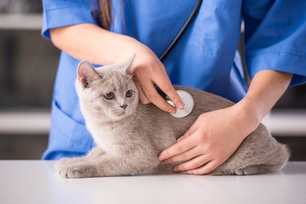 Как подготовить кошек и котов к стерилизации