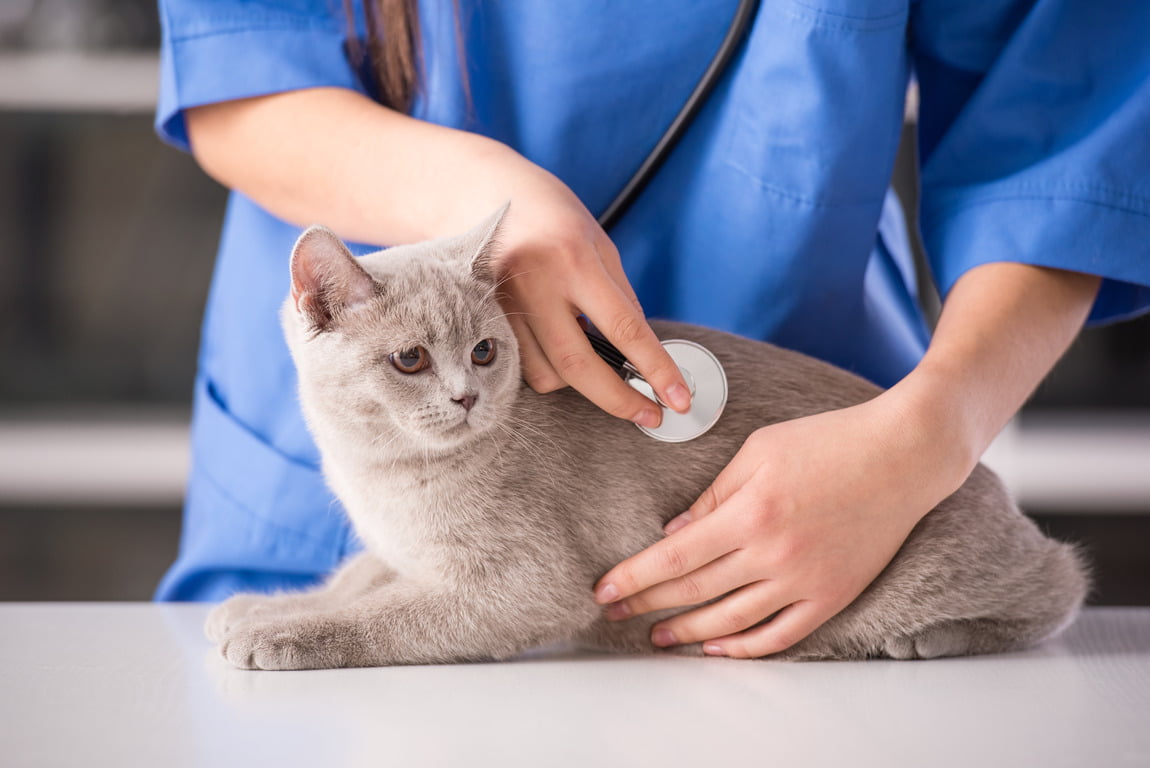 Когда стерилизовать кошку?