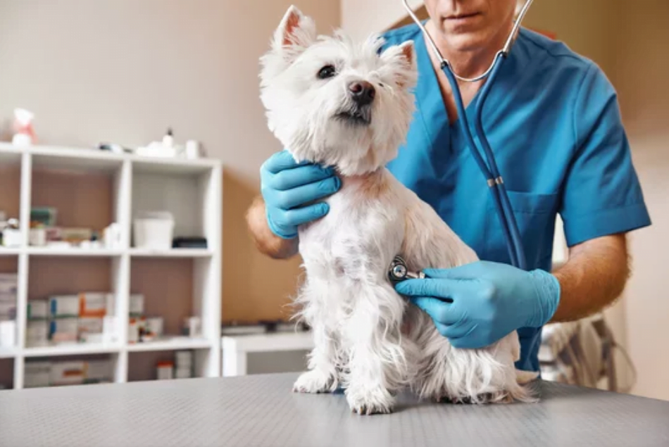Подготовка собаки перед прививкой