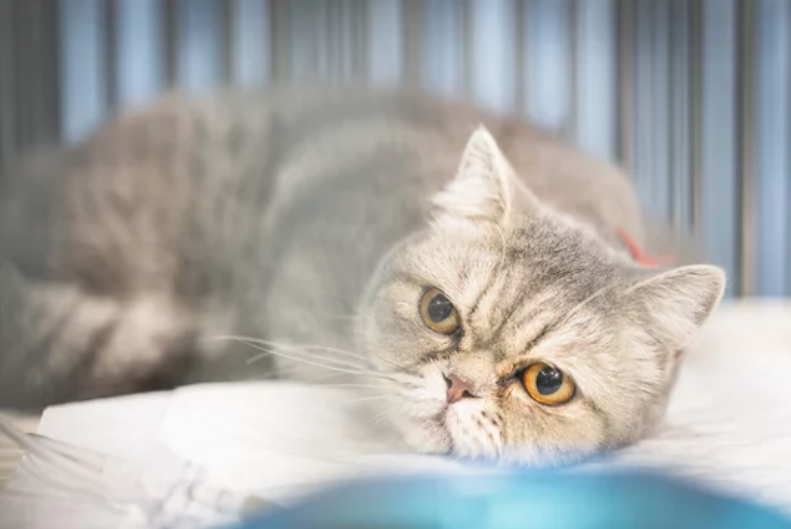 Рвота с кровью у котов и кошек - причины и лечение при тошноте розовой  жидкостью