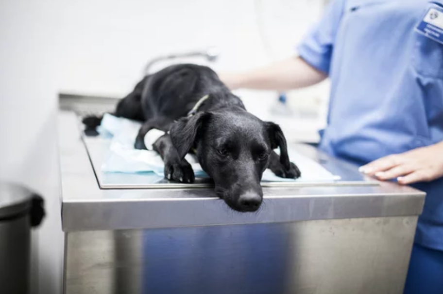 Рвота с кровью у собак - причины и лечение при тошноте розовой жидкостью
