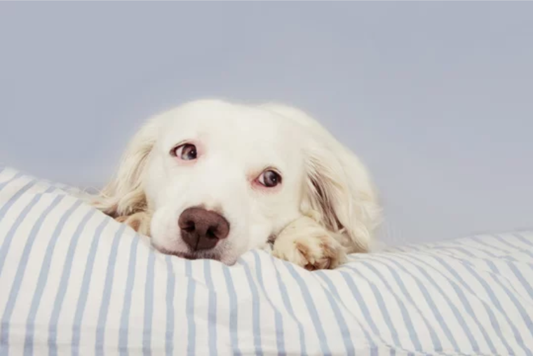 Понос у собаки - причины, что делать при жидком стуле у щенков
