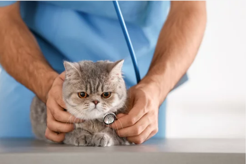 Понос с кровью у кошек - причины, что делать при жидком стуле у котов